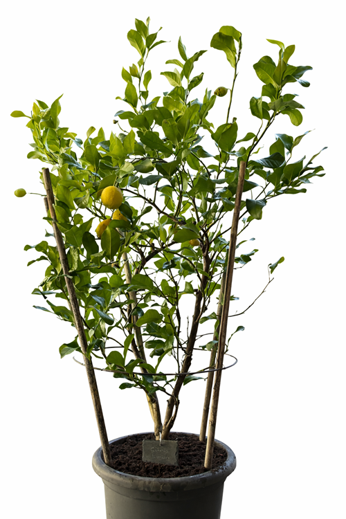 Citronnier classique