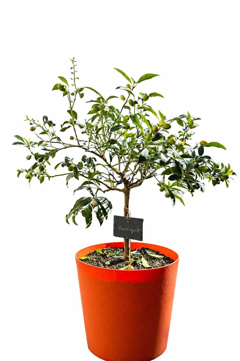 Kumquat