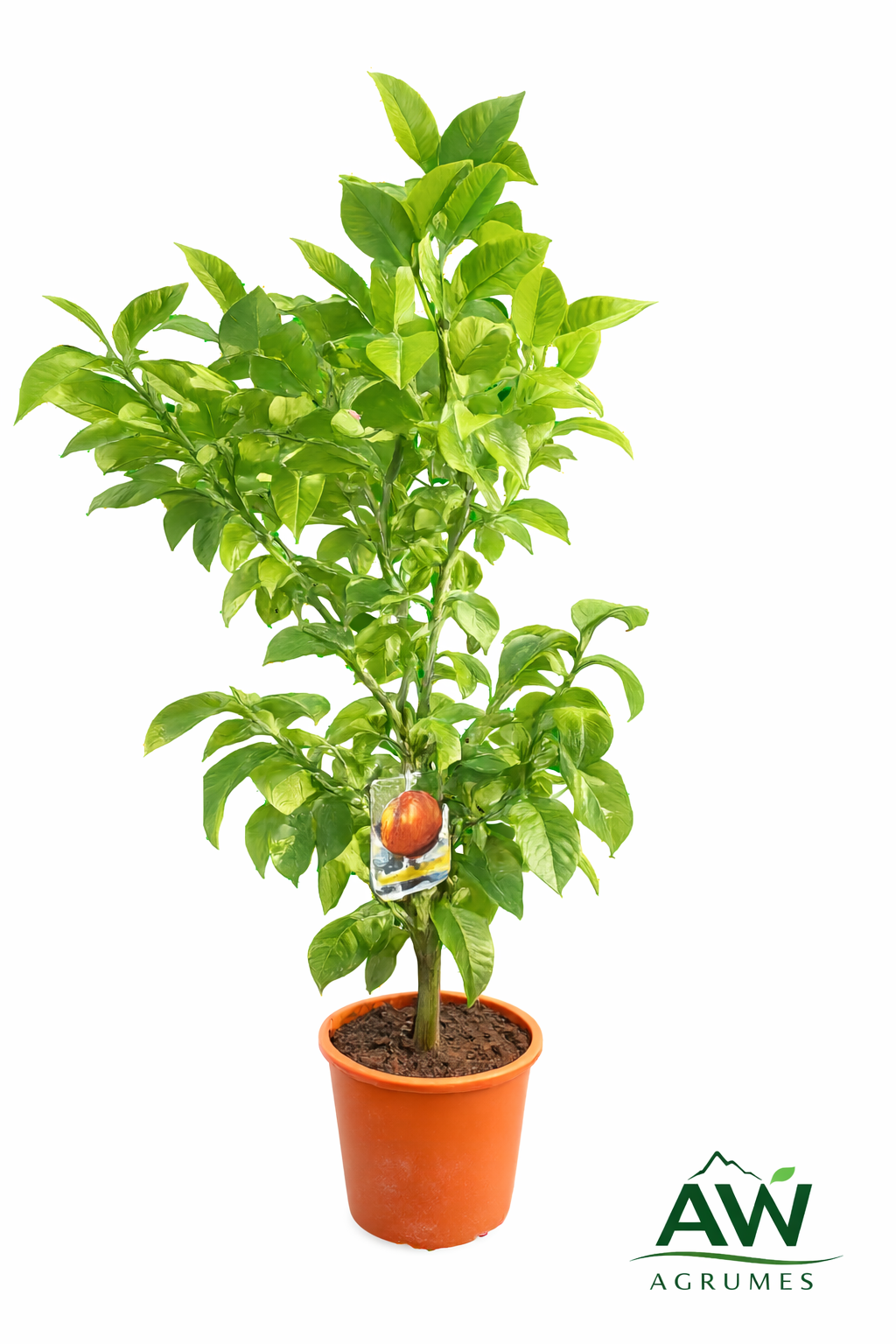 Orange sanguine