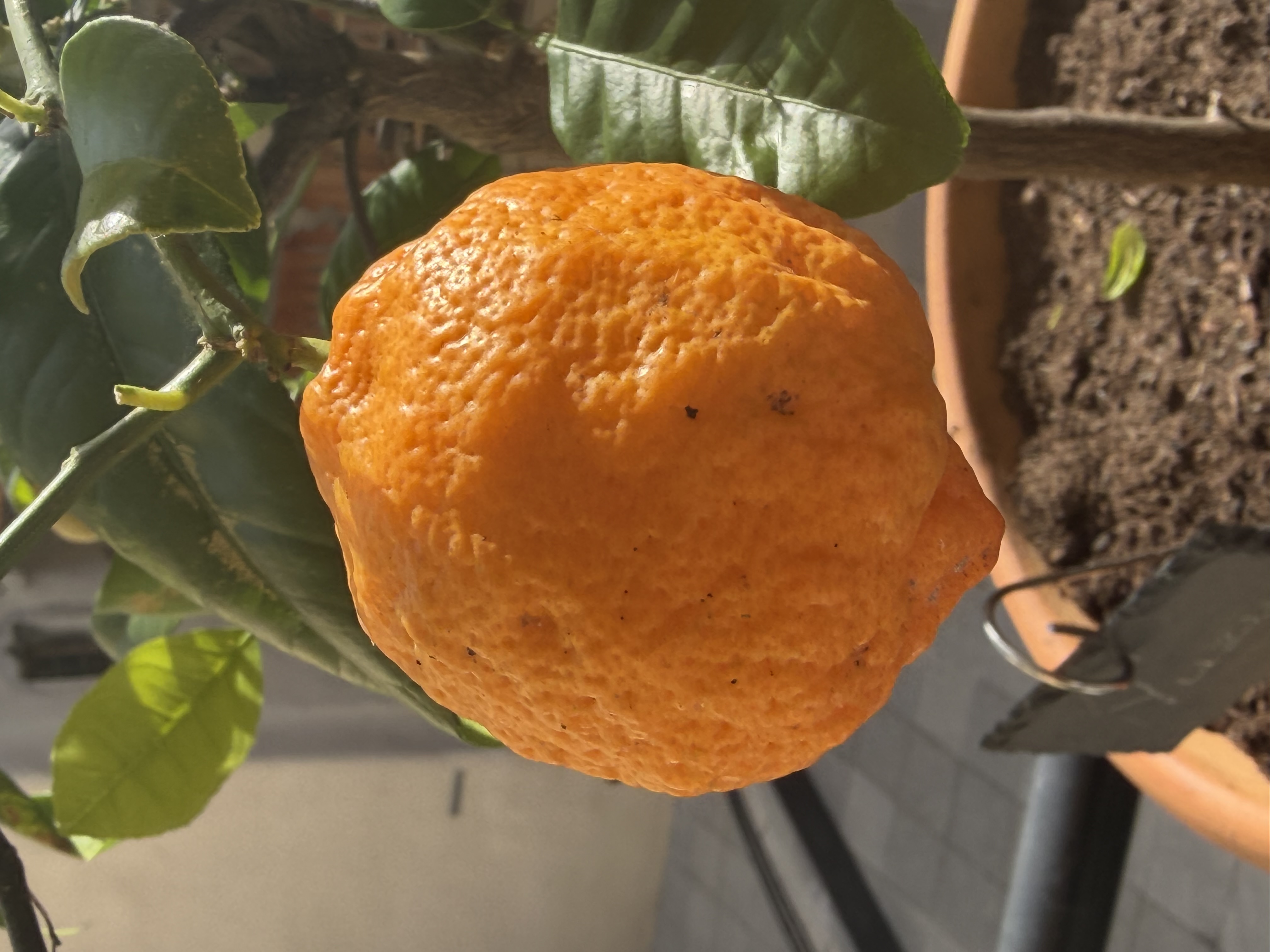 Yuzu - fruit 1