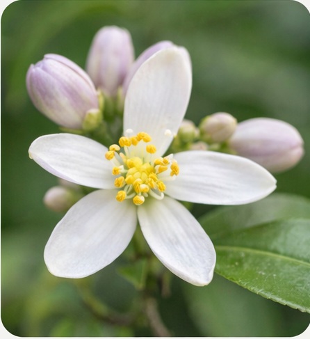 Fleur Main de bouddha