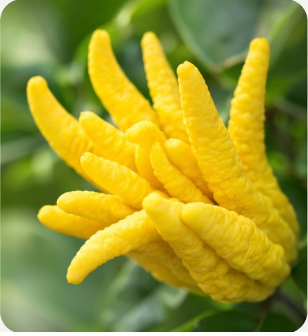 Fruit Main de bouddha