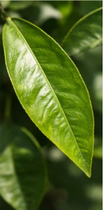 Feuille Citrus Doppio Sanguigno