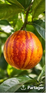 Fruit Citrus Doppio Sanguigno